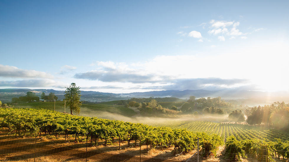 Napa Valley / Sonoma